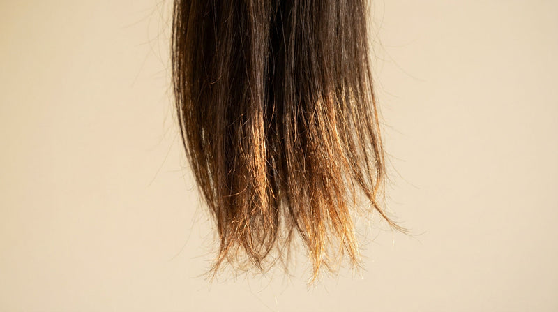 Close-up of dark brown hair ends showing dry wispy tips transitioning from healthier mid-lengths, illustrating why hair oil for dry ends needs to penetrate the strand